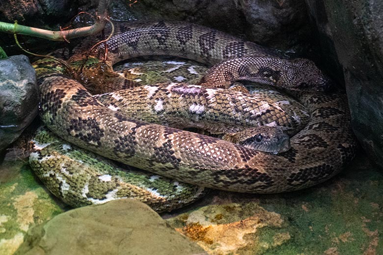 Zwei Madagaskar-Hundskopfboas im Wasser am 9. Oktober 2024 in einem Schaugehege im Terrarium im Wuppertaler Zoo