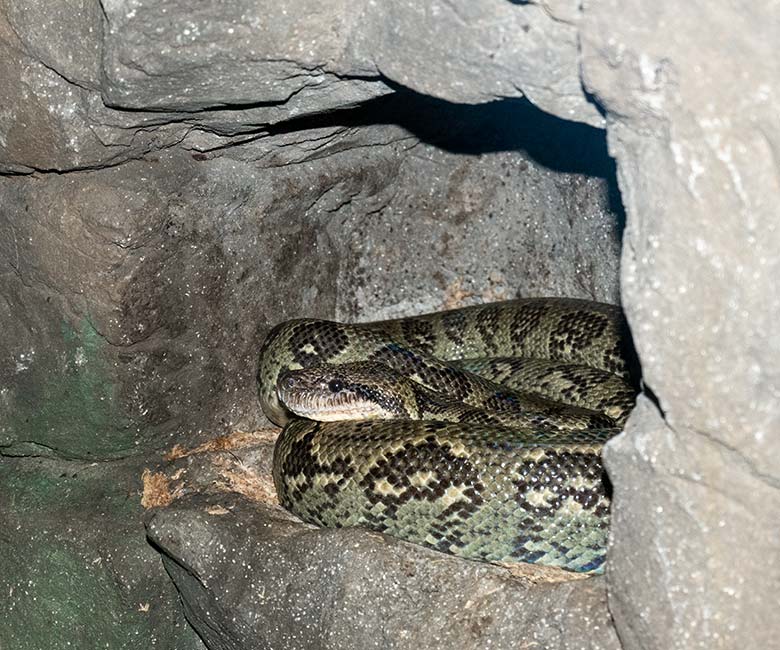 Madagaskar-Hundskopfboa am 25. November 2024 in einem Schaugehege im Terrarium im Grünen Zoo Wuppertal