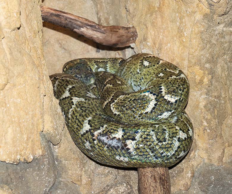 Madagaskar-Hundskopfboa am 25. November 2024 in einem Schaugehege im Terrarium im Zoologischen Garten Wuppertal