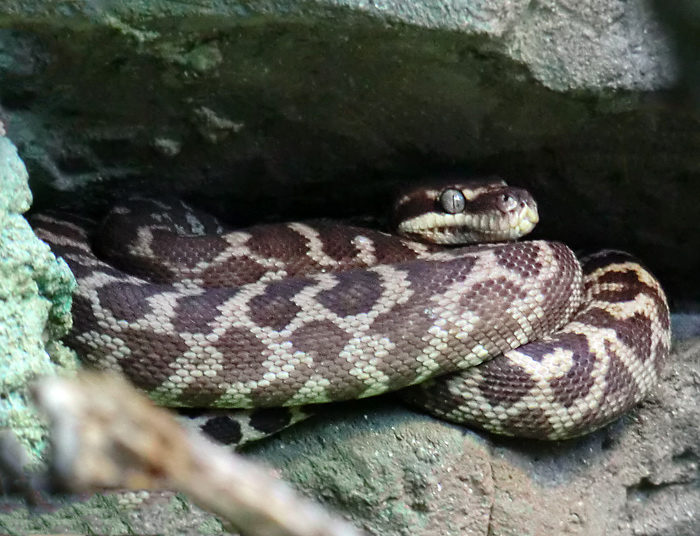 Rauhschuppenpython im Wuppertaler Zoo am 29. Januar 2012