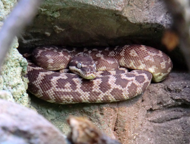 Rauhschuppenpython im Zoologischen Garten Wuppertal im März 2012