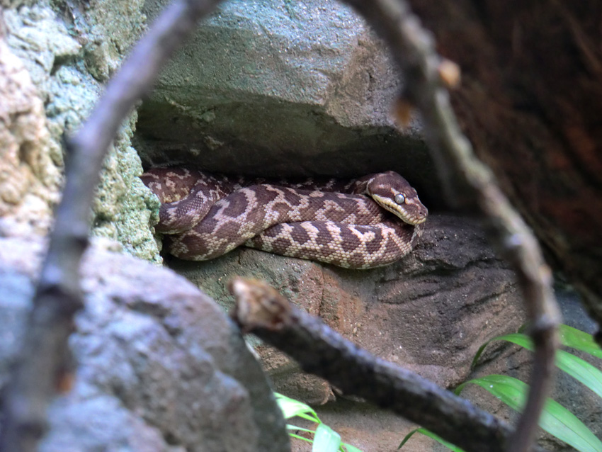 Rauhschuppenpython im Zoologischen Garten Wuppertal im März 2012