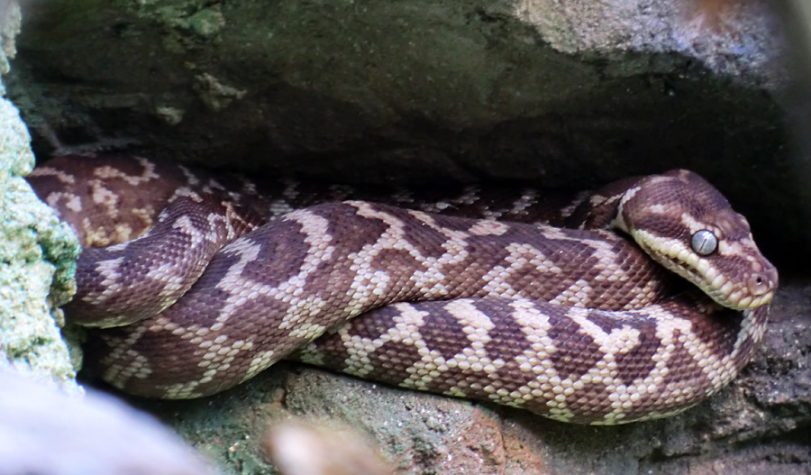 Rauhschuppenpython im Wuppertaler Zoo im März 2012