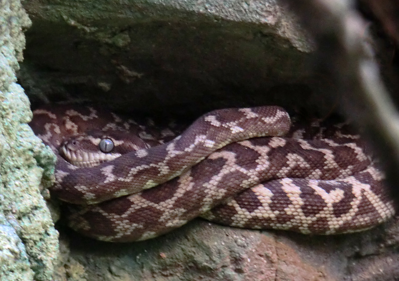 Rauhschuppenpython im Zoo Wuppertal im März 2012