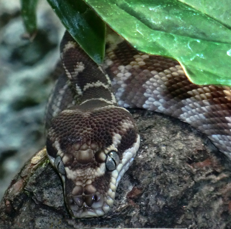 Rauhschuppenpython im Wuppertaler Zoo im März 2012