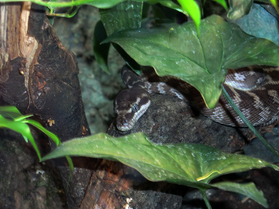 Rauhschuppenpython im Zoo Wuppertal im März 2012