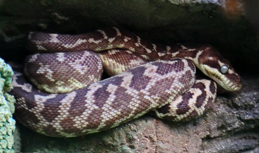 Rauhschuppenpython im Zoo Wuppertal im März 2012