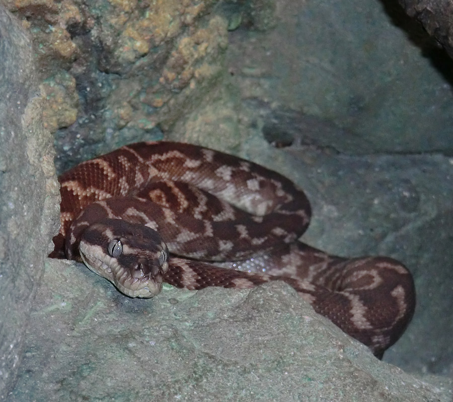 Rauhschuppenpython im Zoo Wuppertal im Juni 2012