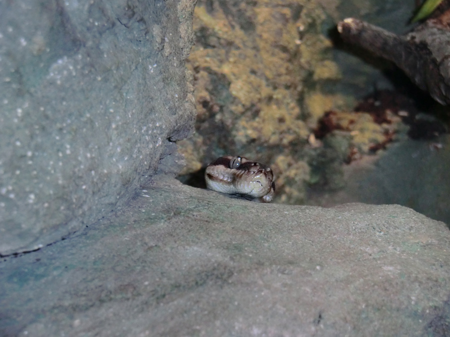 Rauhschuppenpython im Zoologischen Garten Wuppertal im Juni 2012