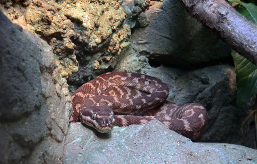 Rauhschuppenpython im Wuppertaler Zoo im Juni 2012