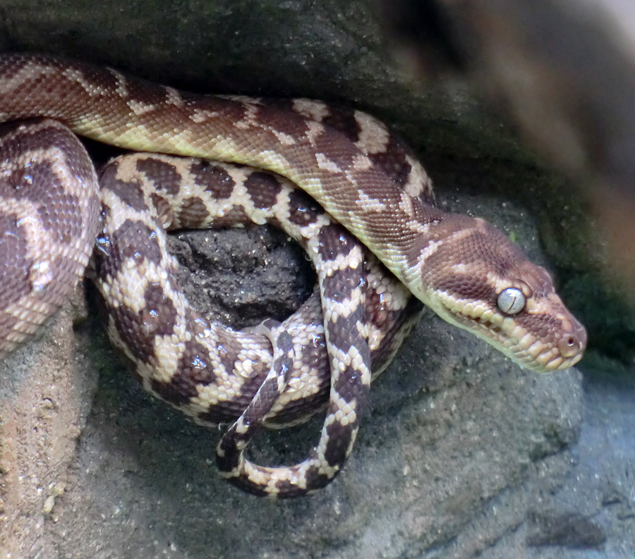 Rauhschuppenpython im Zoologischen Garten Wuppertal im Juli 2012