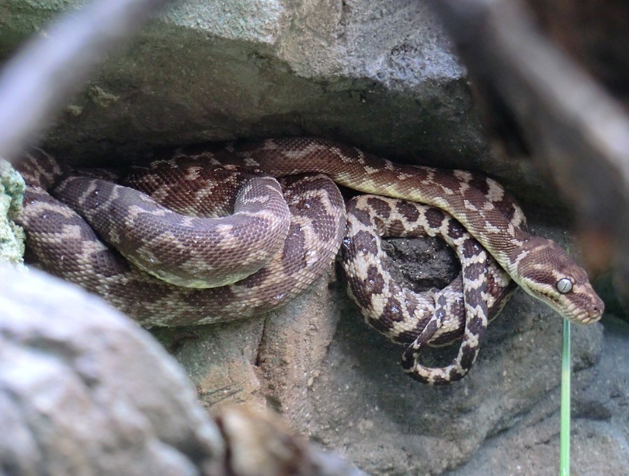 Rauhschuppenpython im Wuppertaler Zoo im Juli 2012