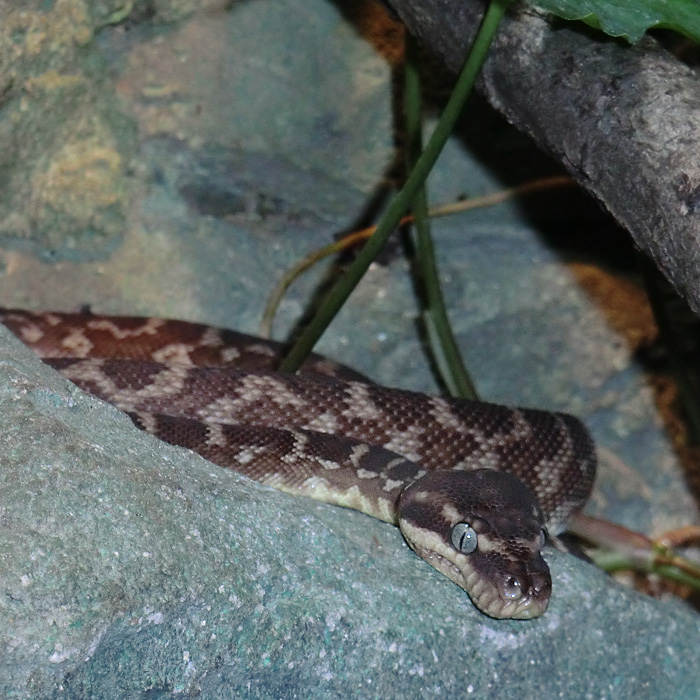 Rauhschuppenpython im Wuppertaler Zoo im August 2012