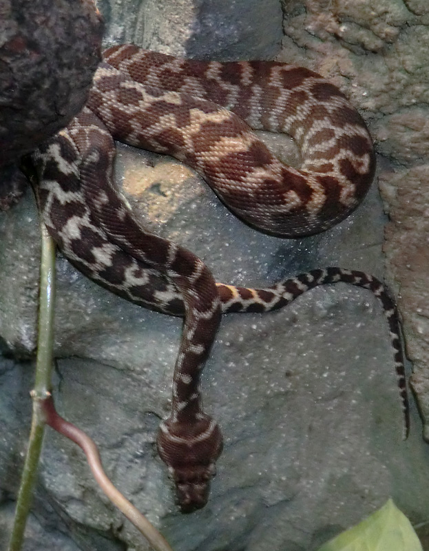 Rauhschuppenpython im Zoologischen Garten Wuppertal im Oktober 2012