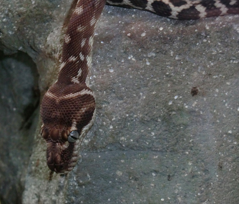 Rauhschuppenpython im Wuppertaler Zoo im Oktober 2012