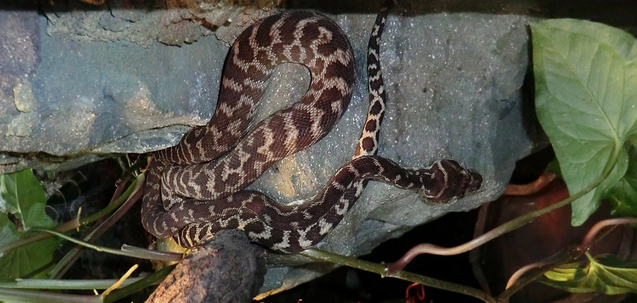 Rauhschuppenpython im Zoologischen Garten Wuppertal im Oktober 2012