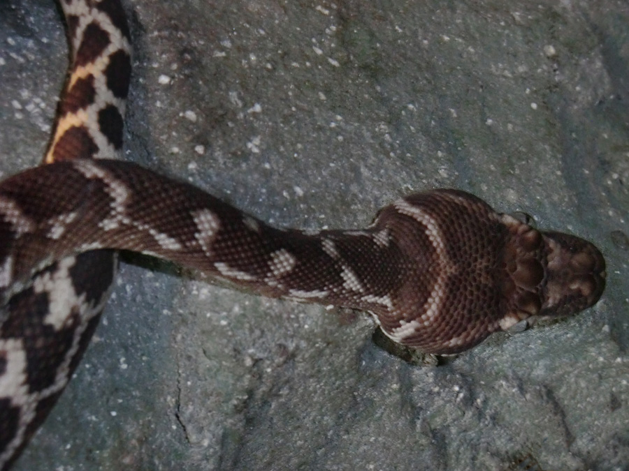 Rauhschuppenpython im Wuppertaler Zoo im Oktober 2012