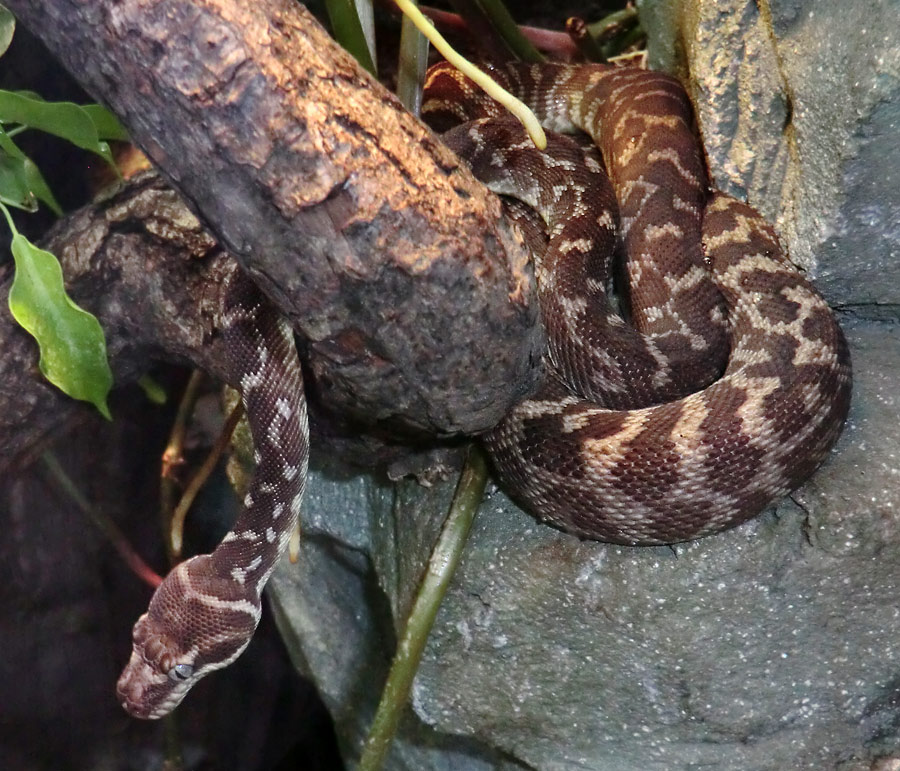 Rauhschuppenpython im Zoo Wuppertal am 20. Oktober 2012