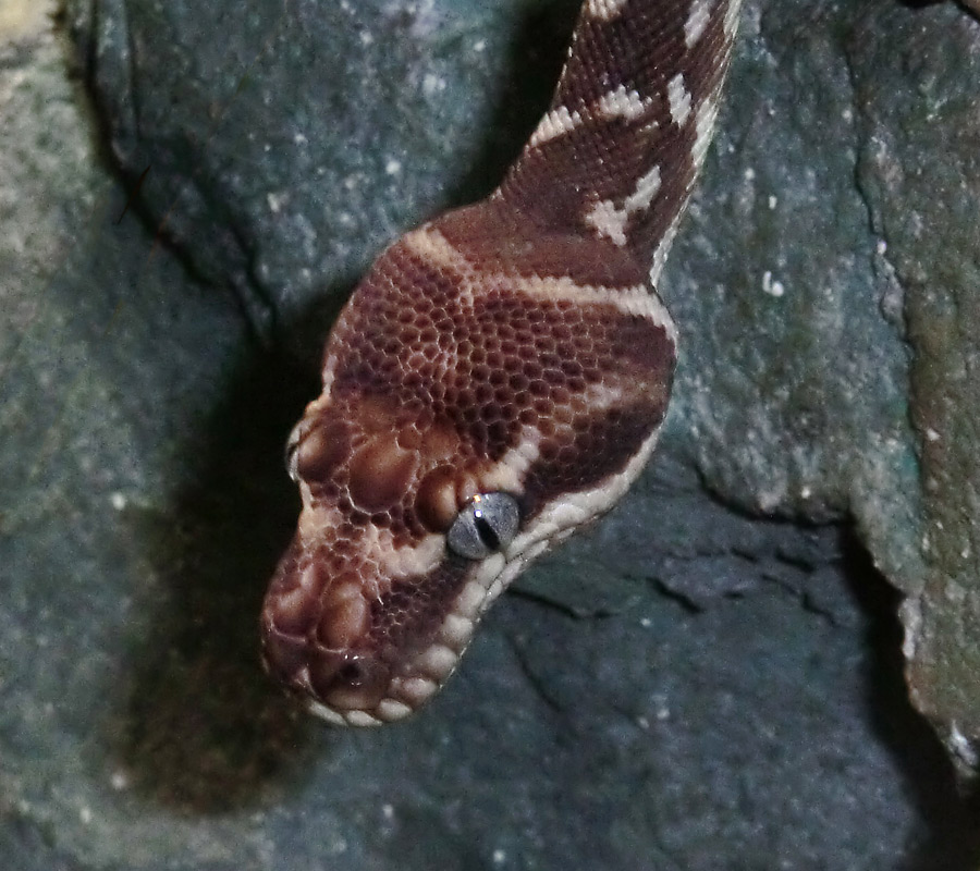 Rauhschuppenpython im Zoologischen Garten Wuppertal am 20. Oktober 2012