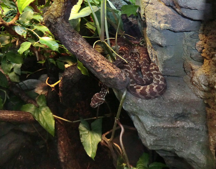 Rauhschuppenpython im Wuppertaler Zoo am 20. Oktober 2012