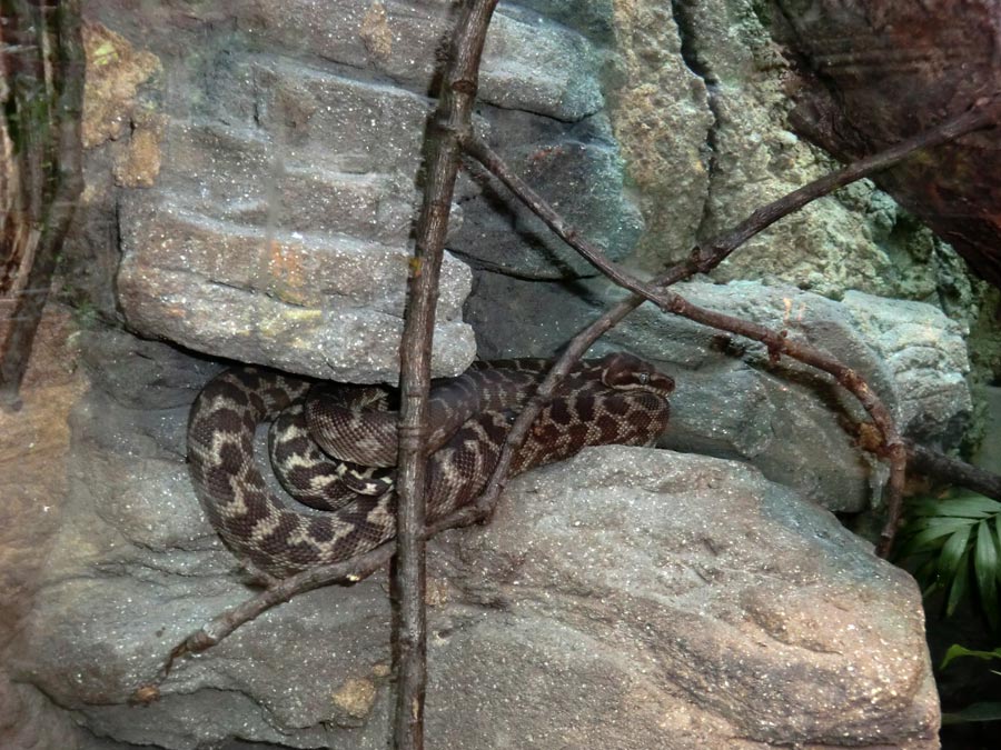 Rauhschuppenpython im Zoologischen Garten Wuppertal im Januar 2013