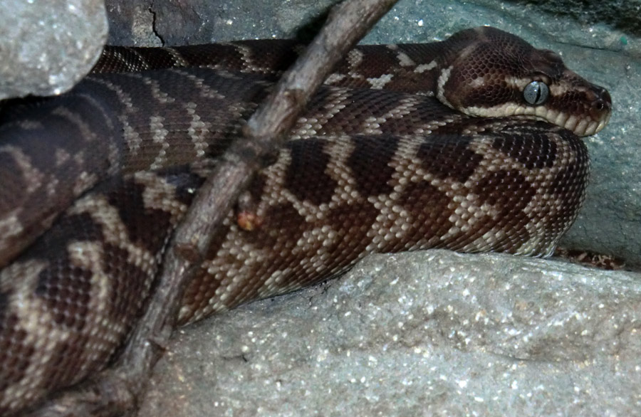 Rauhschuppenpython im Wuppertaler Zoo im Januar 2013