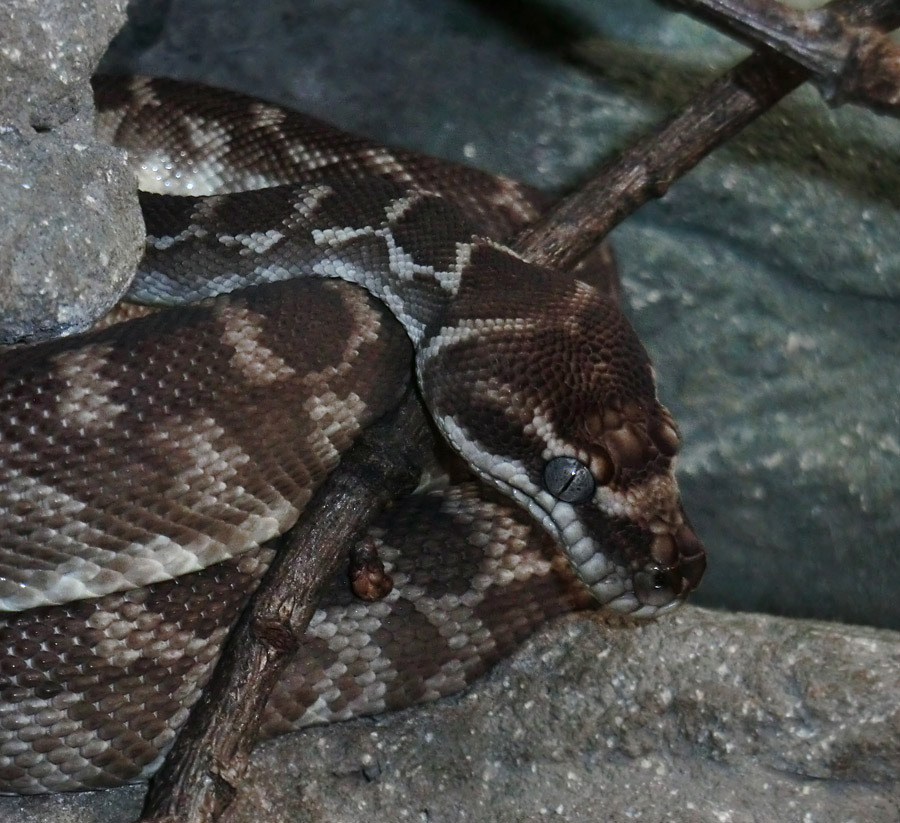 Rauhschuppenpython im Wuppertaler Zoo im Februar 2013