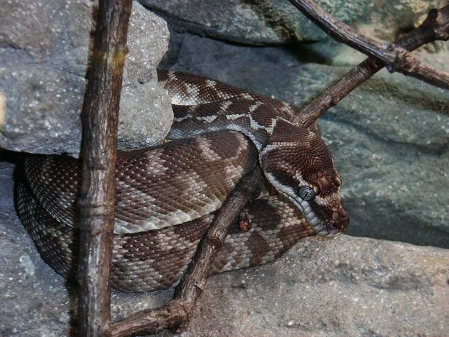 Rauhschuppenpython im Zoo Wuppertal im Februar 2013