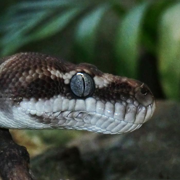 Rauhschuppenpython im Wuppertaler Zoo im Februar 2013