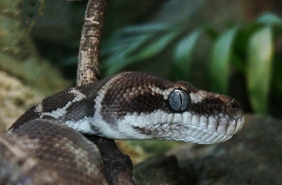 Rauhschuppenpython im Wuppertaler Zoo im Februar 2013