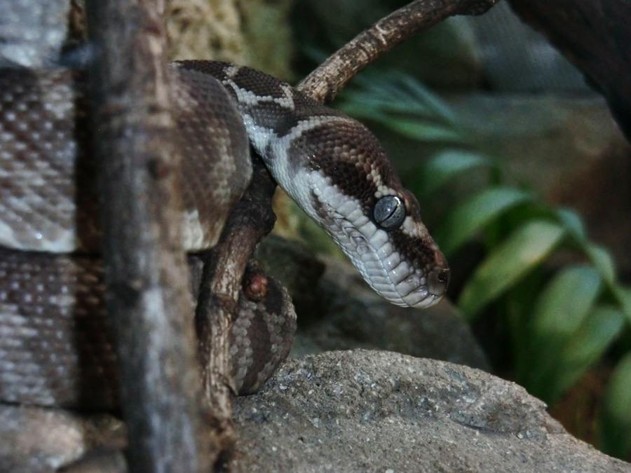 Rauhschuppenpython im Zoologischen Garten Wuppertal im Februar 2013