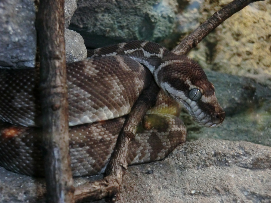 Rauhschuppenpython im Zoologischen Garten Wuppertal im Februar 2013