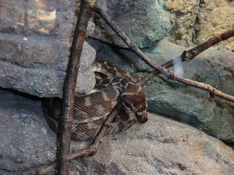 Rauhschuppenpython im Wuppertaler Zoo im Februar 2013