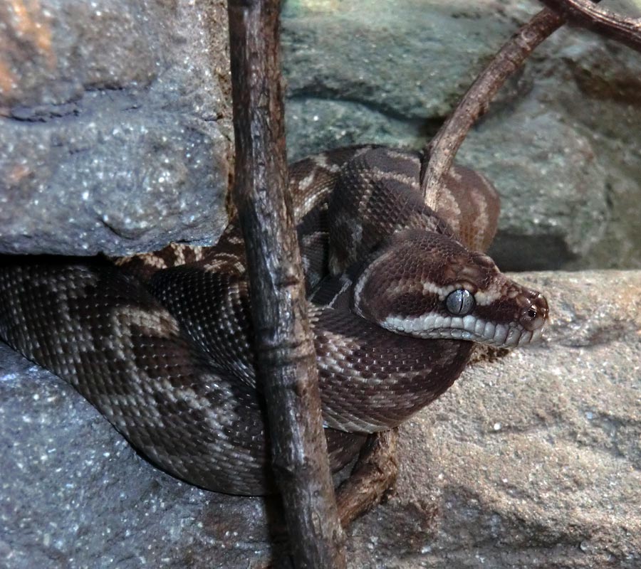 Rauhschuppenpython im Zoo Wuppertal im Februar 2013