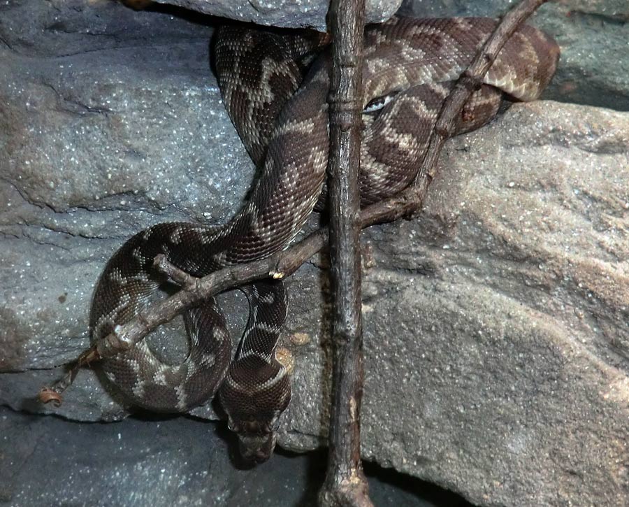 Rauhschuppenpython im Zoo Wuppertal im März 2013