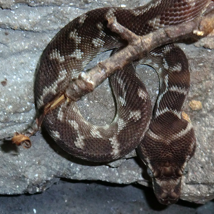 Rauhschuppenpython im Wuppertaler Zoo im März 2013