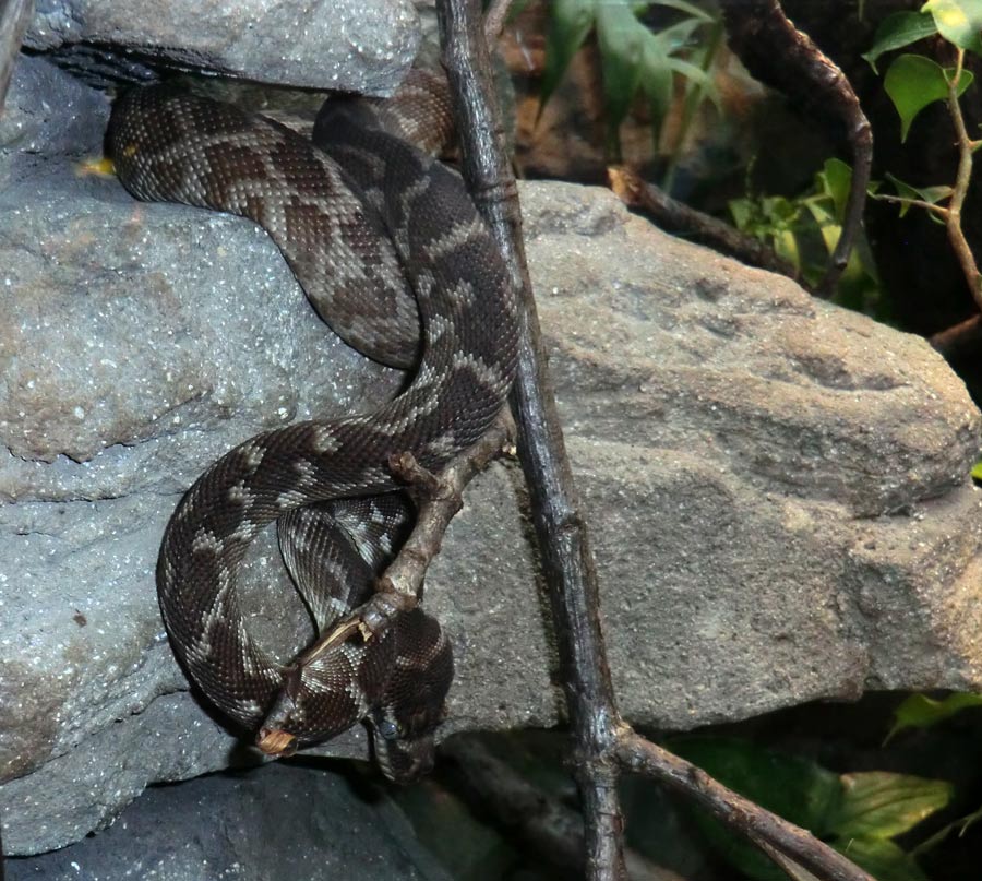 Rauhschuppenpython im Zoologischen Garten Wuppertal im März 2013