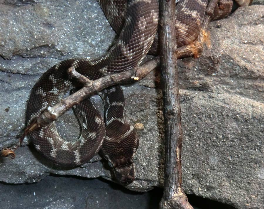 Rauhschuppenpython im Wuppertaler Zoo im März 2013