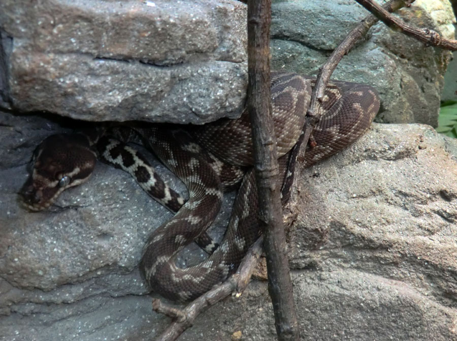 Rauhschuppenpython im Zoologischen Garten Wuppertal im März 2013