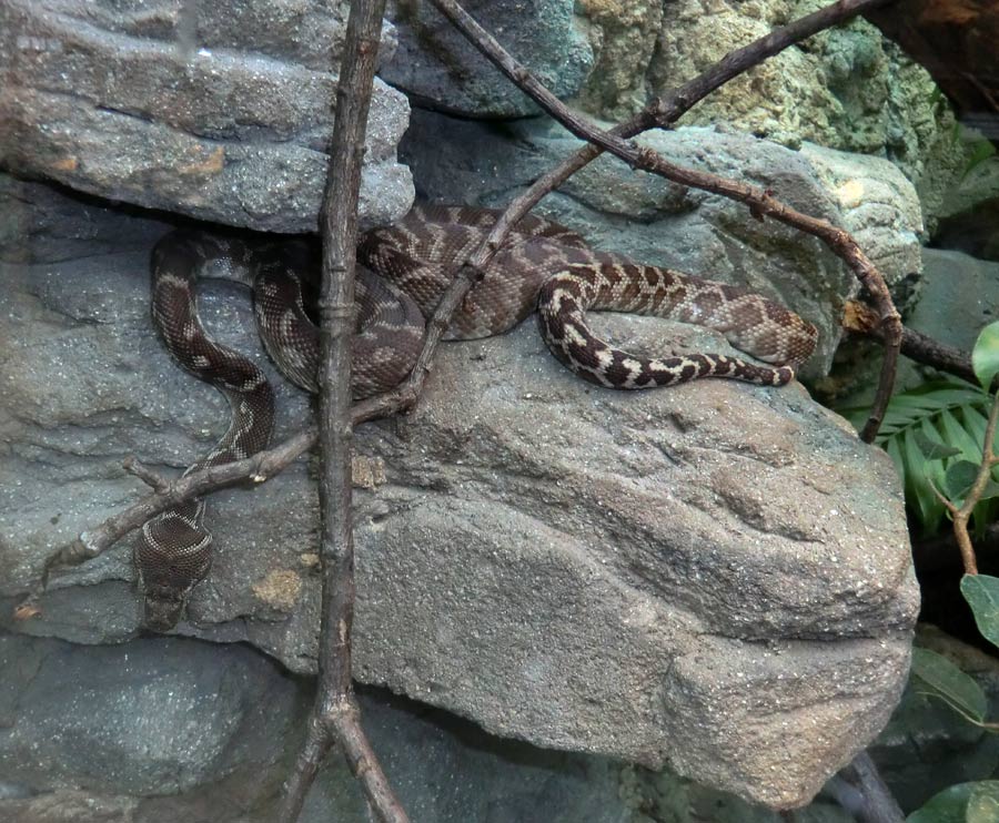 Rauhschuppenpython im Zoo Wuppertal im März 2013