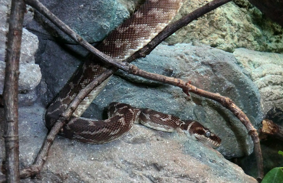 Rauhschuppenpython im Wuppertaler Zoo im Mai 2013