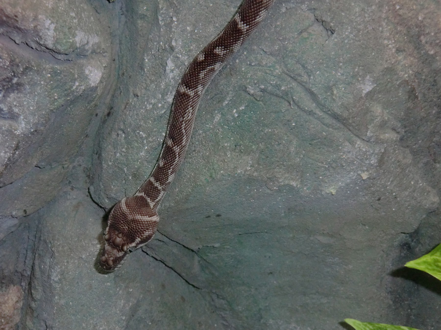 Rauhschuppenpython im Wuppertaler Zoo im Mai 2013