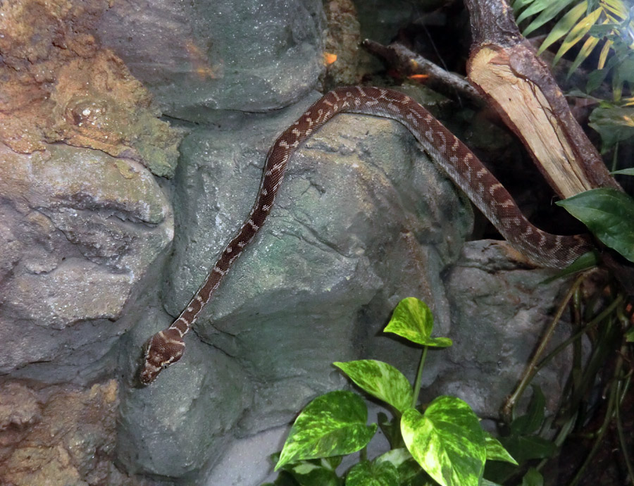 Rauhschuppenpython im Zoo Wuppertal im Mai 2013