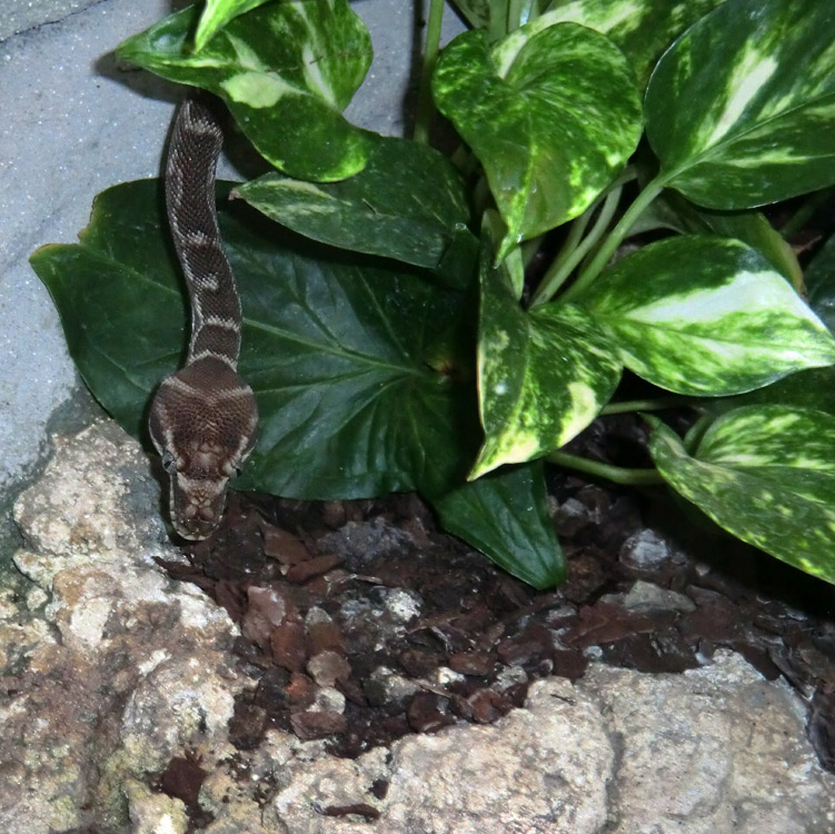 Rauhschuppenpython im Zoologischen Garten Wuppertal im Mai 2013