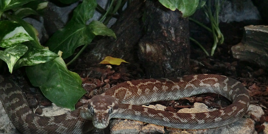 Rauhschuppenpython im Zoologischen Garten Wuppertal im Mai 2013