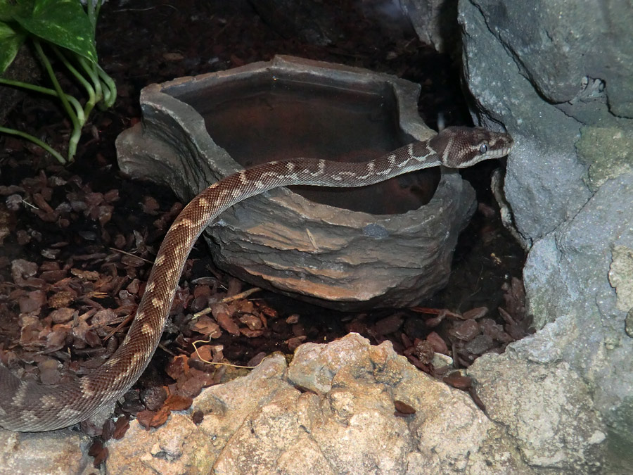 Rauhschuppenpython im Zoo Wuppertal im Mai 2013