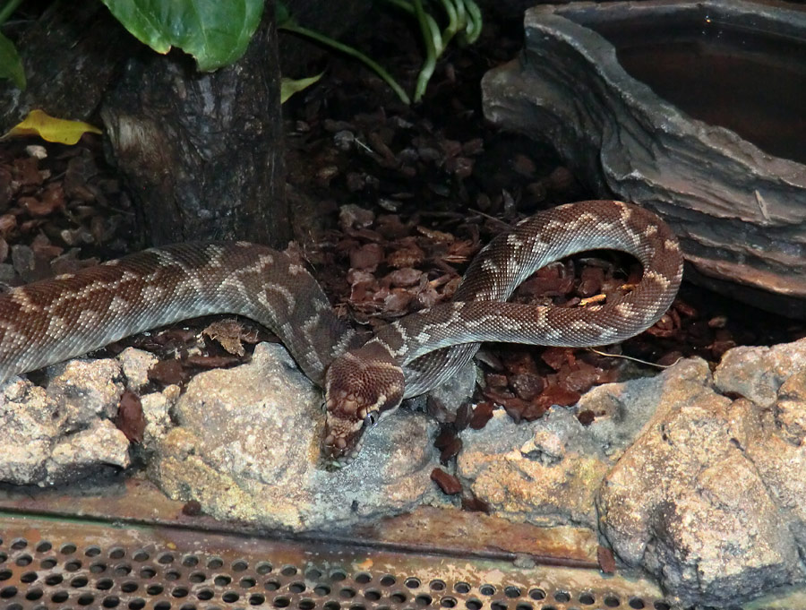 Rauhschuppenpython im Zoologischen Garten Wuppertal im Mai 2013