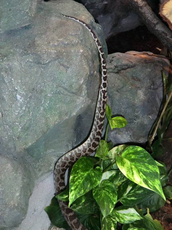 Rauhschuppenpython im Wuppertaler Zoo im Mai 2013