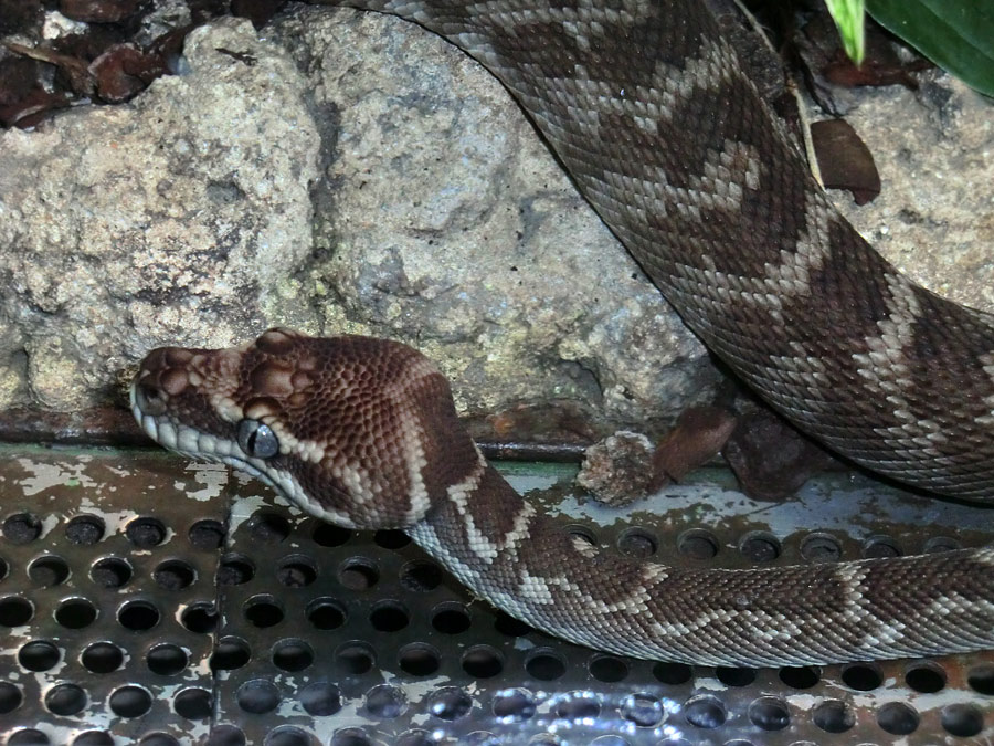 Rauhschuppenpython im Zoo Wuppertal im Mai 2013