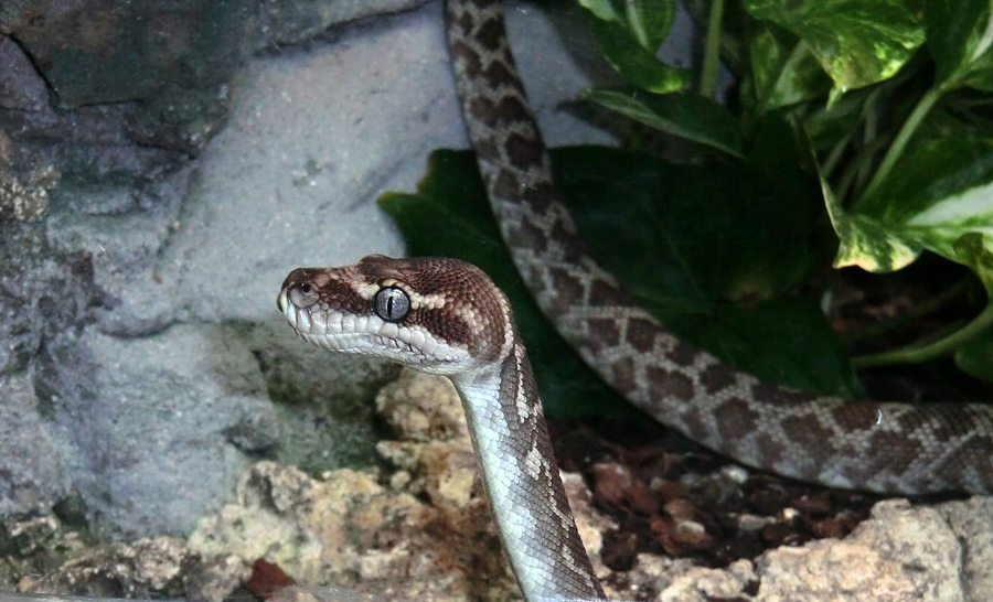 Rauhschuppenpython im Zoologischen Garten Wuppertal im Mai 2013